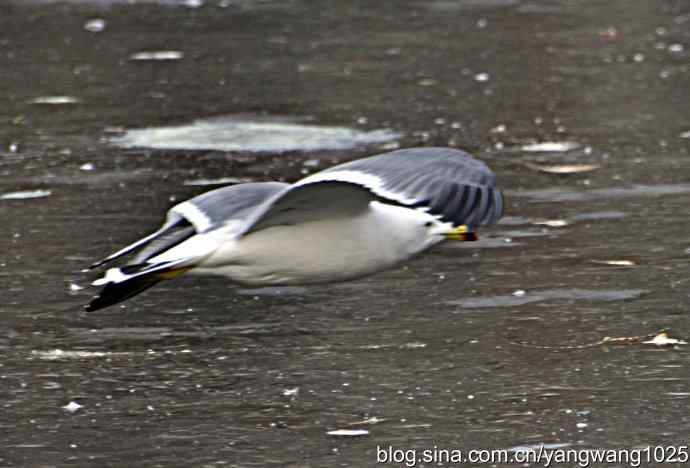 北京动物园的鸟类——飞（海鸥）7