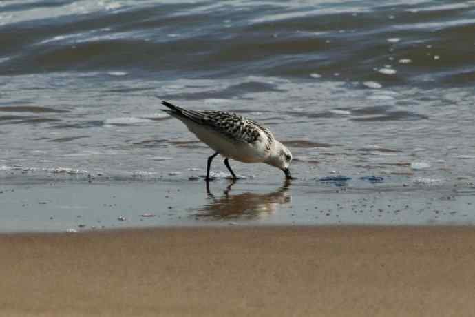 摄鸟拾趣（五） wbr三趾鹬 wbr2008.09