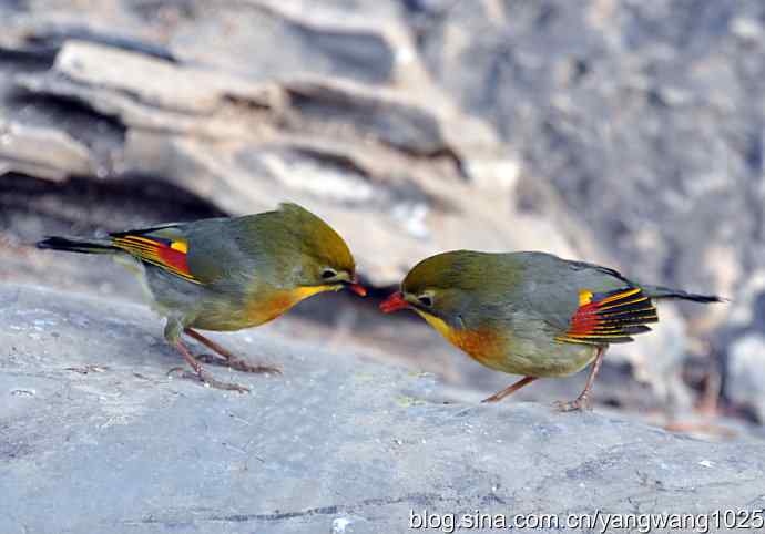 相思鸟 wbr2 相思鸟 wbr2