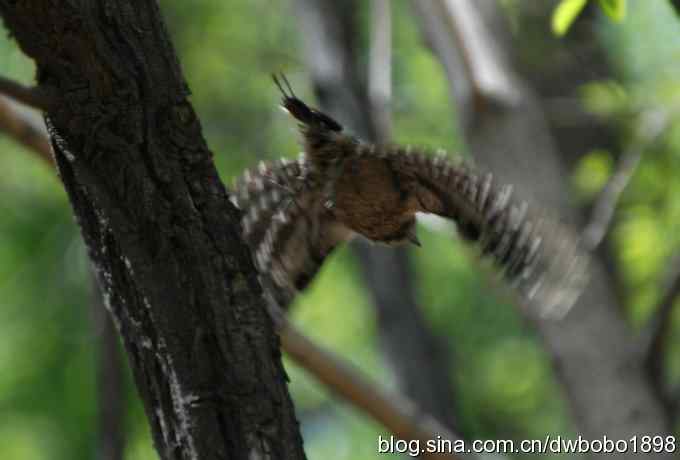 朱雀和北宫的鸟