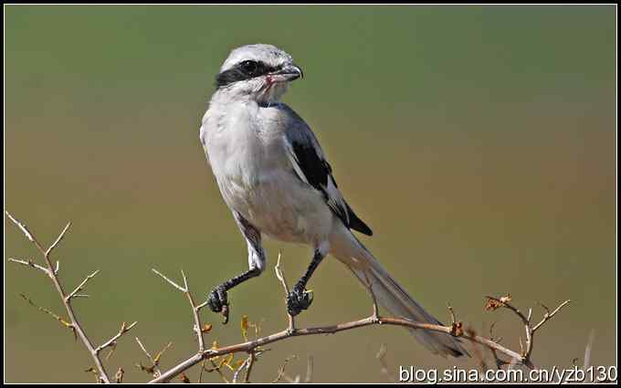 乌梁素海——鸟的天堂(2)(组图)