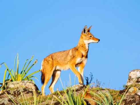 犬科:犬亚科犬属之西门豺、侧纹豺(胡狼类) 犬科:犬亚科犬属之西门豺、侧纹豺(胡狼类)