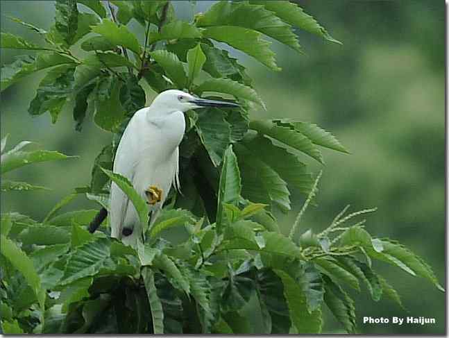 怀沙河湿地的小白鹭