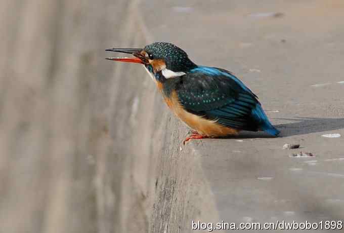 新年第一炮：小翠抓虾