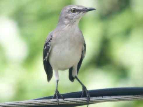 雀鸟也彪悍：别惹我（小嘲鸫）