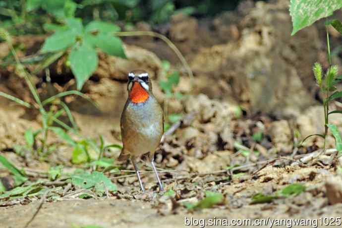 雄性红喉歌鸲(20) 雄性红喉歌鸲(20)