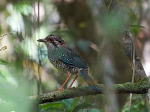 绝色攀禽：佛法僧目之地鴗