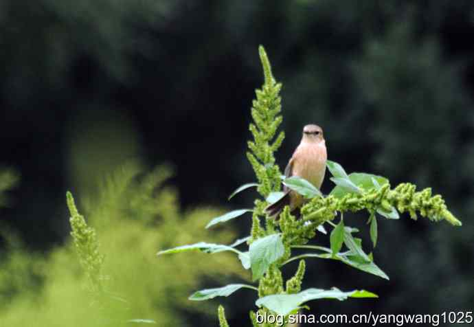今秋第一次拍侯鸟儿（烏鶲）