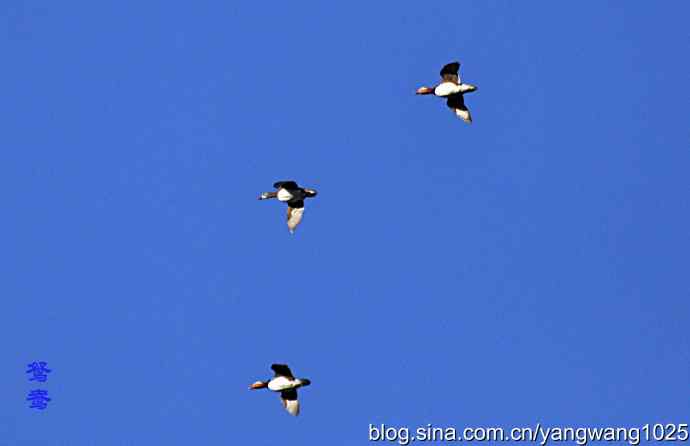 杂片(抓拍) 杂片(抓拍)