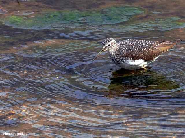 十渡的鸟儿看过来