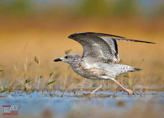 官厅水库&nbsp;wbr路&nbsp;wbr蒙古银鸥