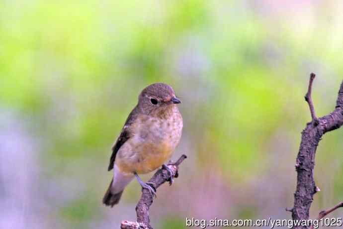 雌性白眉姬鹟（16）