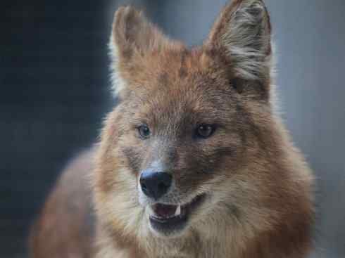 犬科：薮犬亚科豺属之豺