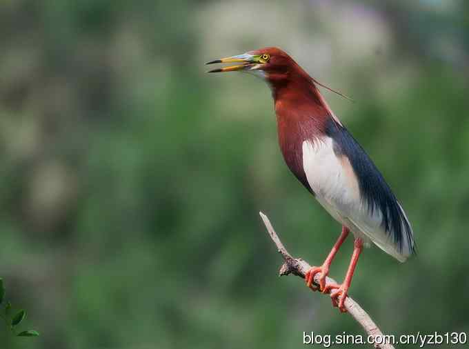 难得一见的五彩麒麟（组图，4张图片）