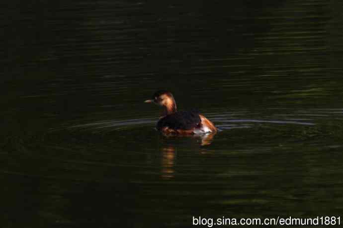 群鸭飞舞贺新岁 群鸭飞舞贺新岁