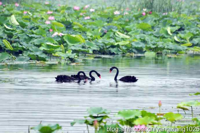 欢乐的亲兄弟（记圆明园的三只小黑天鹅）