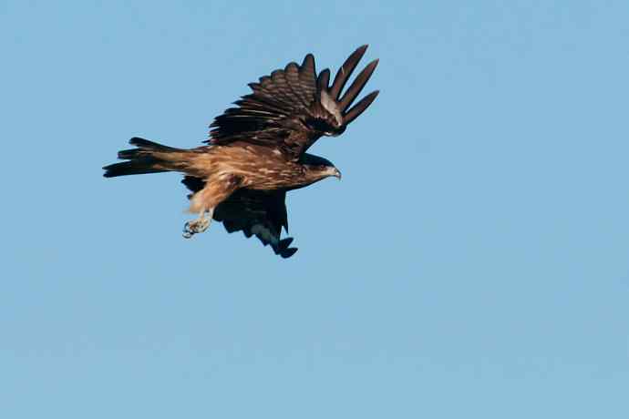 蓝天背景.电线杆上的黑耳鸢