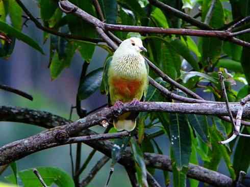 白头鸟系列：另类的美丽11（鸠鸽）