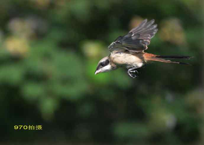 211.小伯劳成长记(5)结束篇--群友部分精彩作品选