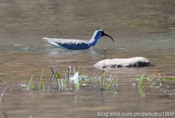 鹮嘴鹬-白河峡谷的精灵