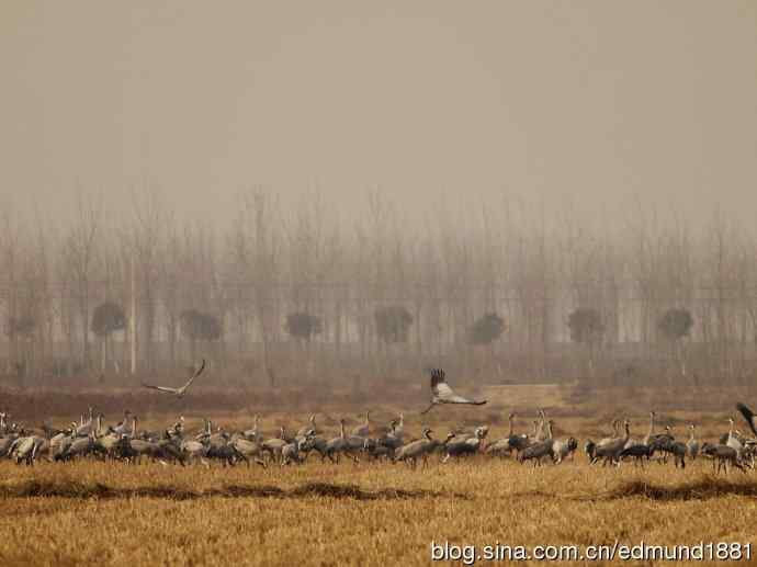 野外的珍禽丹顶鹤-穷人大炮及望远镜拍摄