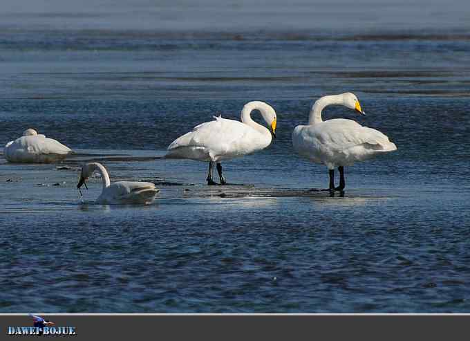三月到昆明湖看天鹅 三月到昆明湖看天鹅