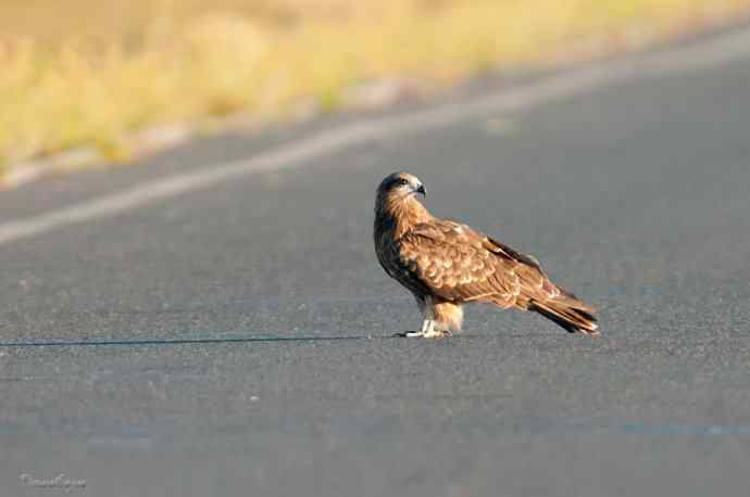 马路天使黑耳鳶
