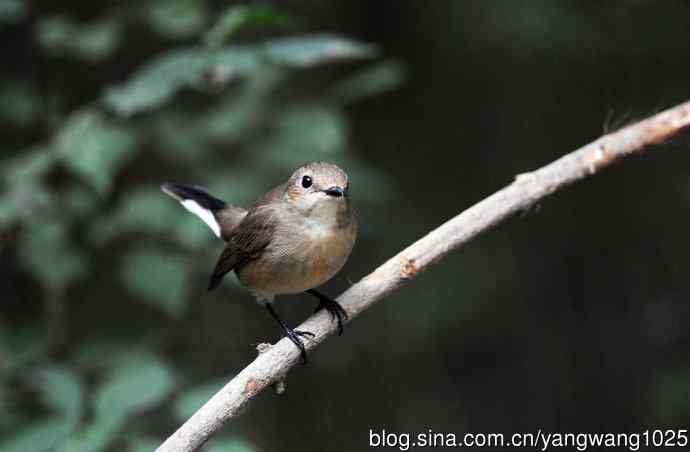 红喉姬鹟（14）