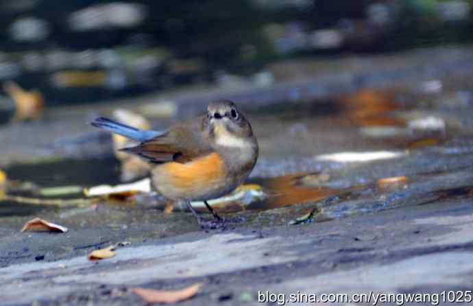 阳光下的红肋蓝尾鸲 wbr wbr2