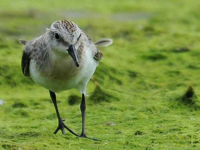 黄金海岸寻鹬 wbr赤土山桥赏鸟