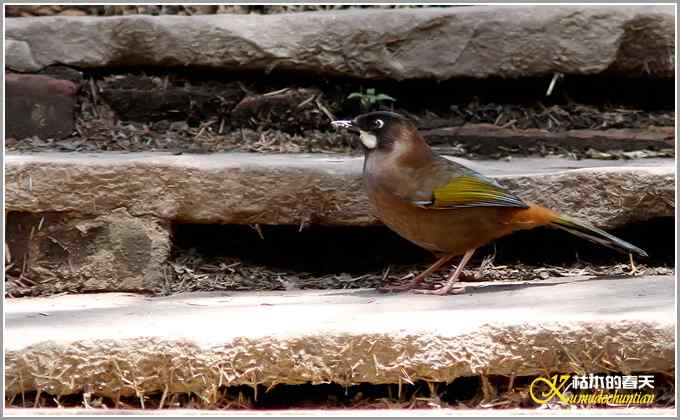 夏天的几只鸟【照片】