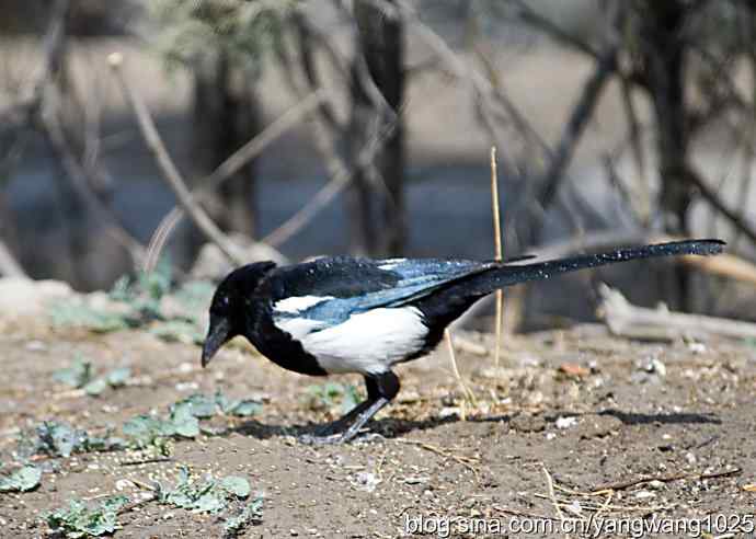 舒适的淋浴（花喜鹊）