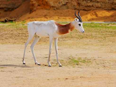 麒麟：传说的兽原型探秘（鹿羚）