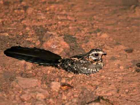 鸟类之最：四翼鸟（旗翼夜鹰）