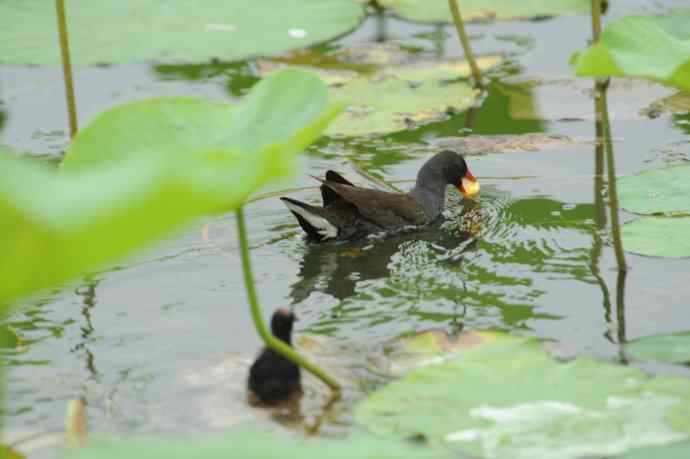 再拍黑水鸡（纪实）1