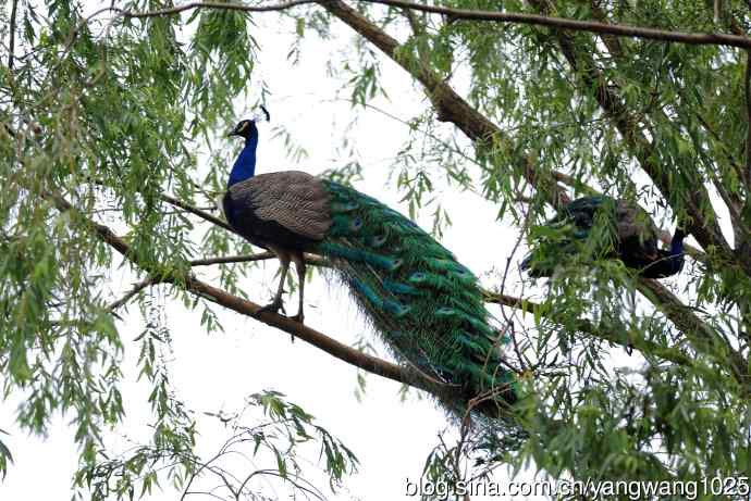 蓝孔雀(上树) 蓝孔雀(上树)