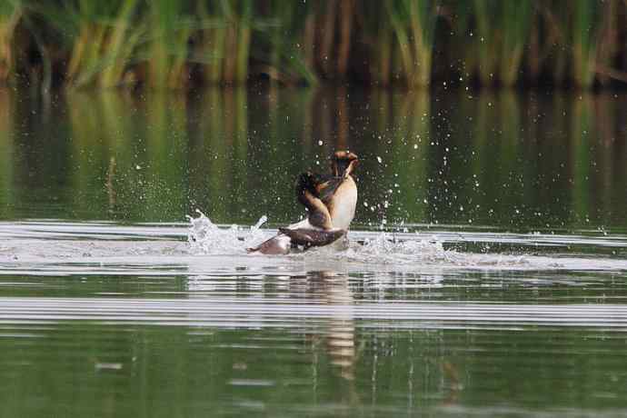 凤头鸊鷉（五）护犊撕打