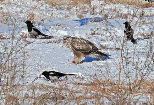 [组图]毛脚鵟与喜鹊