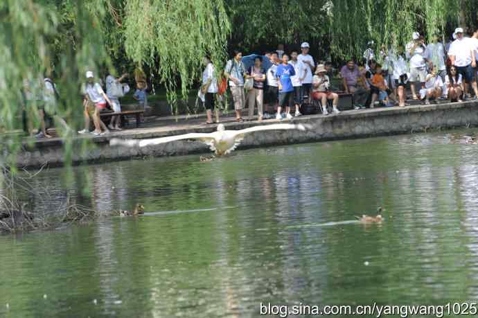 明星（鹈鹕大白）