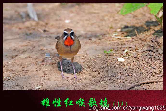 雄性红喉歌鸲(19) 雄性红喉歌鸲(19)