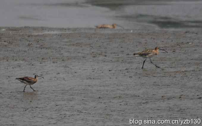 打到一只杓鹬，高兴ing鈥︹Γㄗ橥迹