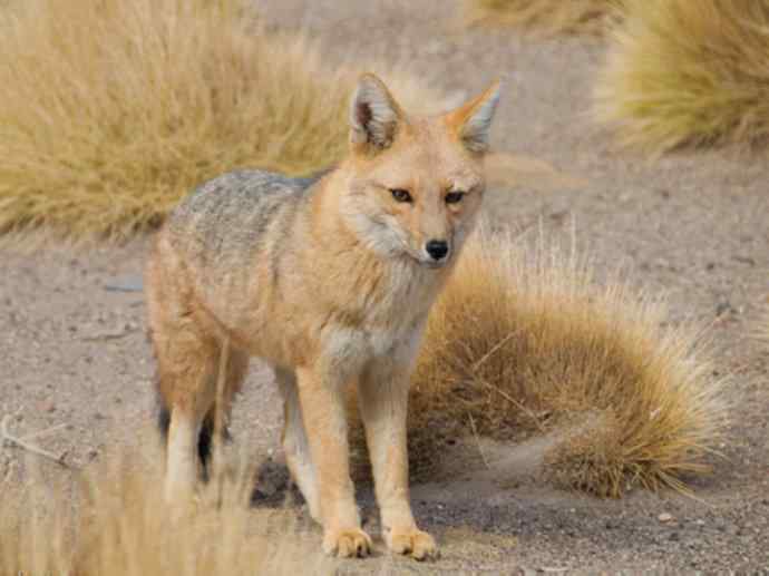 犬科：狐亚科伪狐属之高地狐、河狐、秘鲁狐