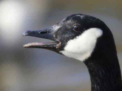 家禽驯化之源之十三（大雁、丹顶鹤）