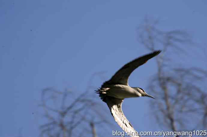 飞(夜鹭)12 飞(夜鹭)12