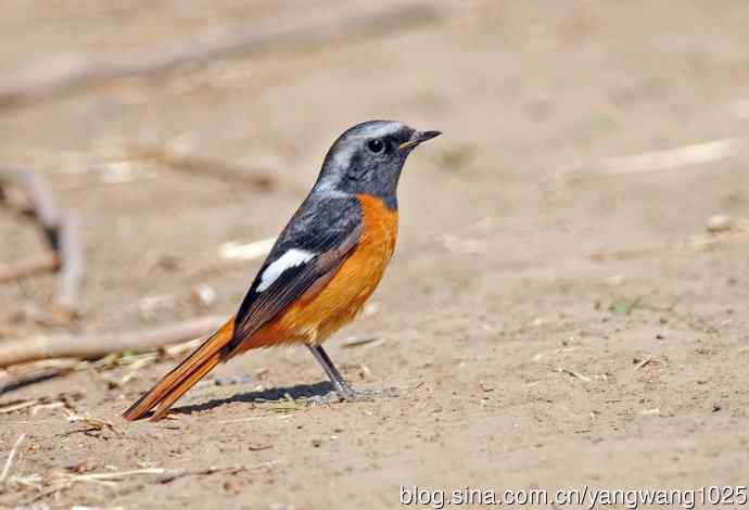 雄性北红尾鸲（12）