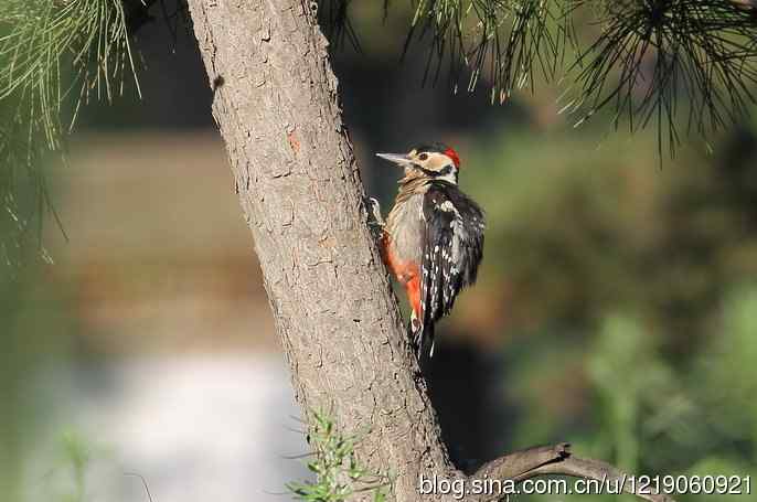大斑啄木鸟（2）