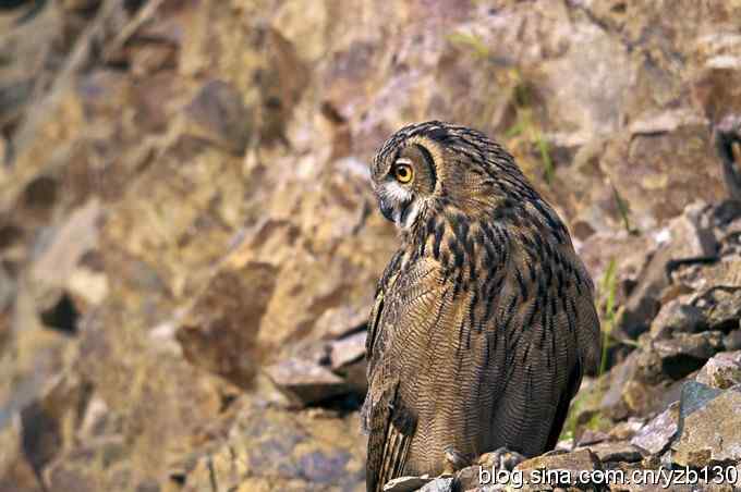 终于拍到大雕神猫了鈥斺敱贝骱有菁俚谒摹⑽逄欤ㄗ橥迹18张图片）