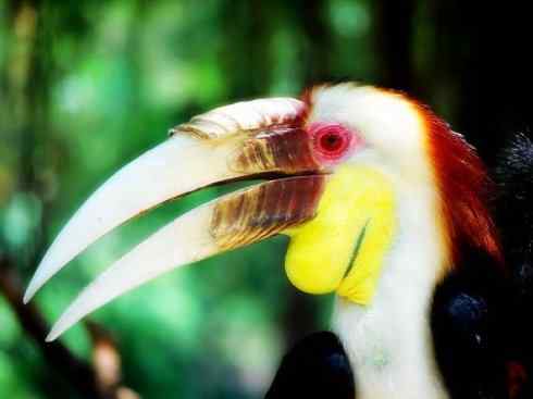 猎奇：十大奇异鸟类