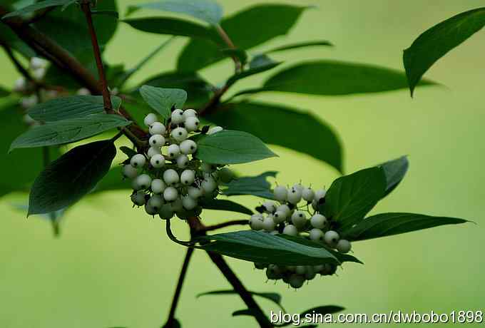 端午天坛生态掠影