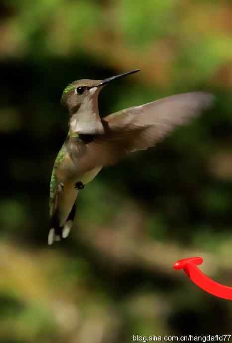 红玉喉北蜂鸟(4) 红玉喉北蜂鸟(4)